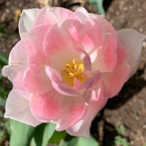 Meet your Posher, Marieli